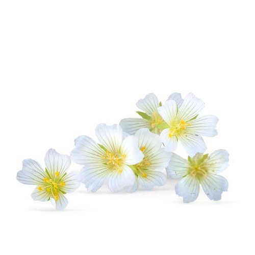 Масло Пенника Лугового нерафинированное  